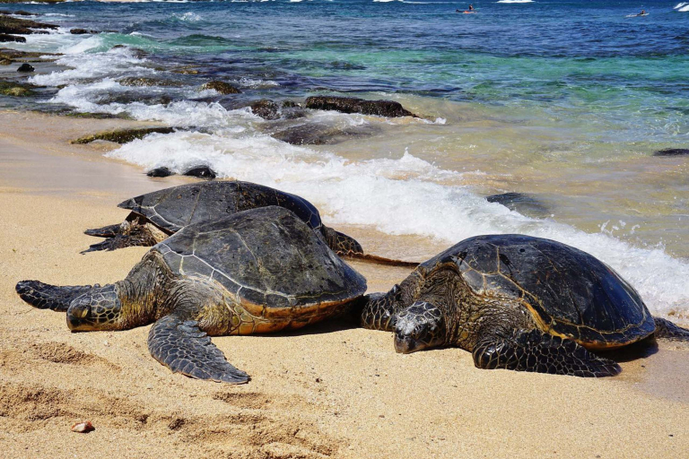 Alohahawaiitours Sightsbites Oahui Tour Slider Turtle
