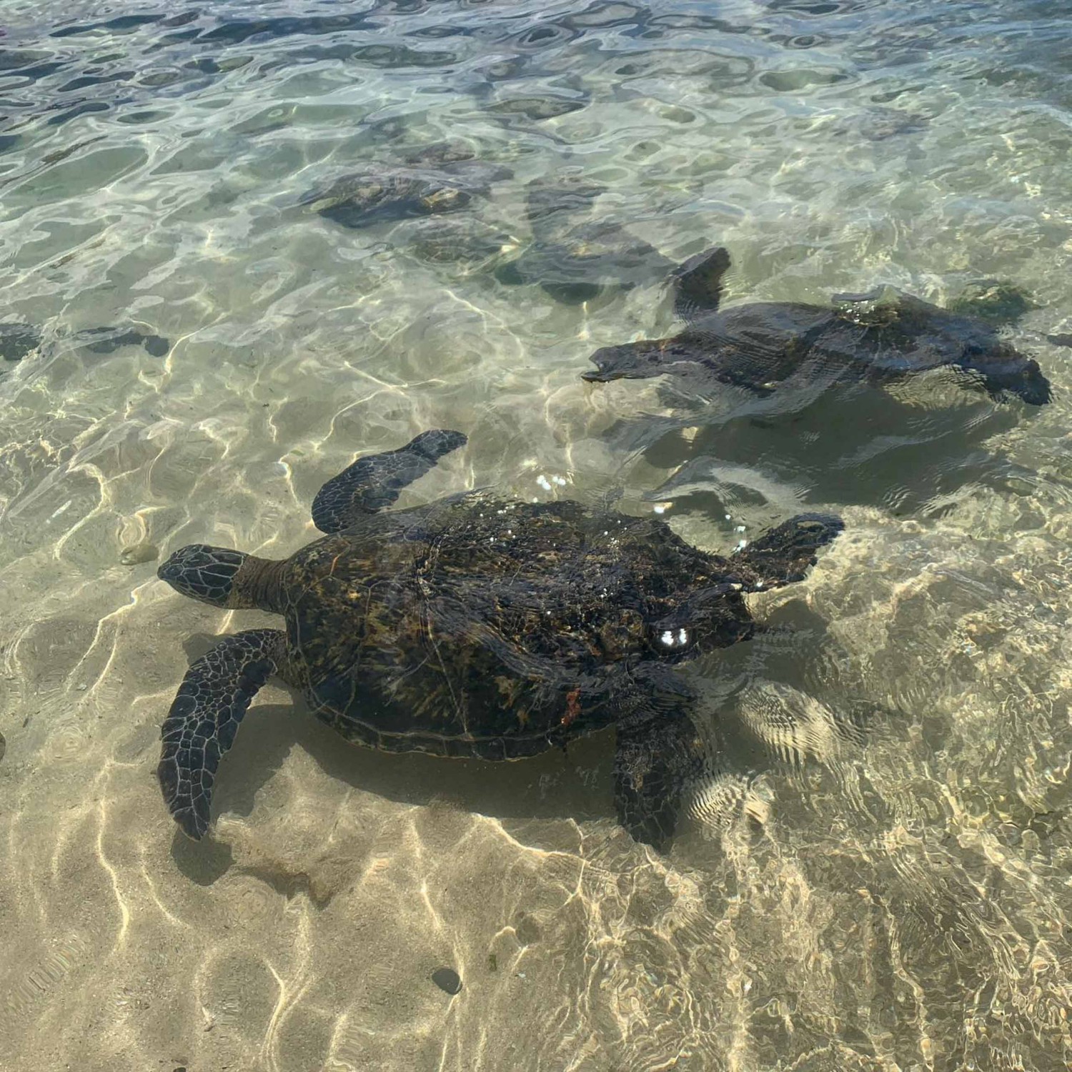 Oahu Turtle Snorkel Tour | Best Oahu Snorkeling Beaches