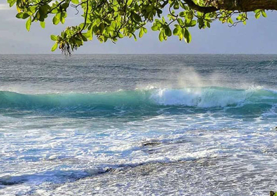 North Shore Oahu Surf Cove And Tree 