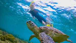 Share The Water With Green Sea Turtles