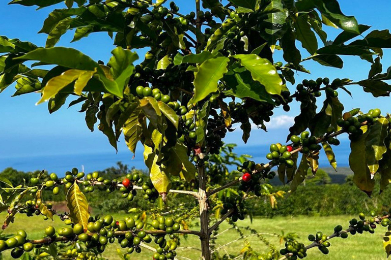 Wasabitourshawaii Big Island Sightseeing Tour Kona Coffee Tree