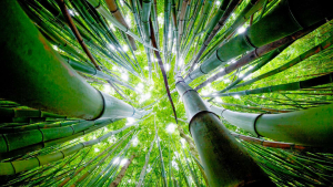 Holo Holo Maui Tours Bamboo Forest Trek Product Images