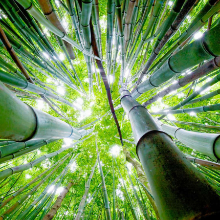 Holo Holo Maui Tours Bamboo Forest Trek Product Images